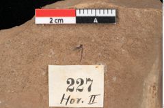 Foto (Detailansicht) von Pinus hepios Unger (NHMW-GEO-2024-0188-0227)